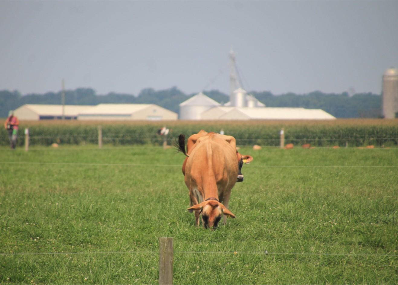 Cattle grazing