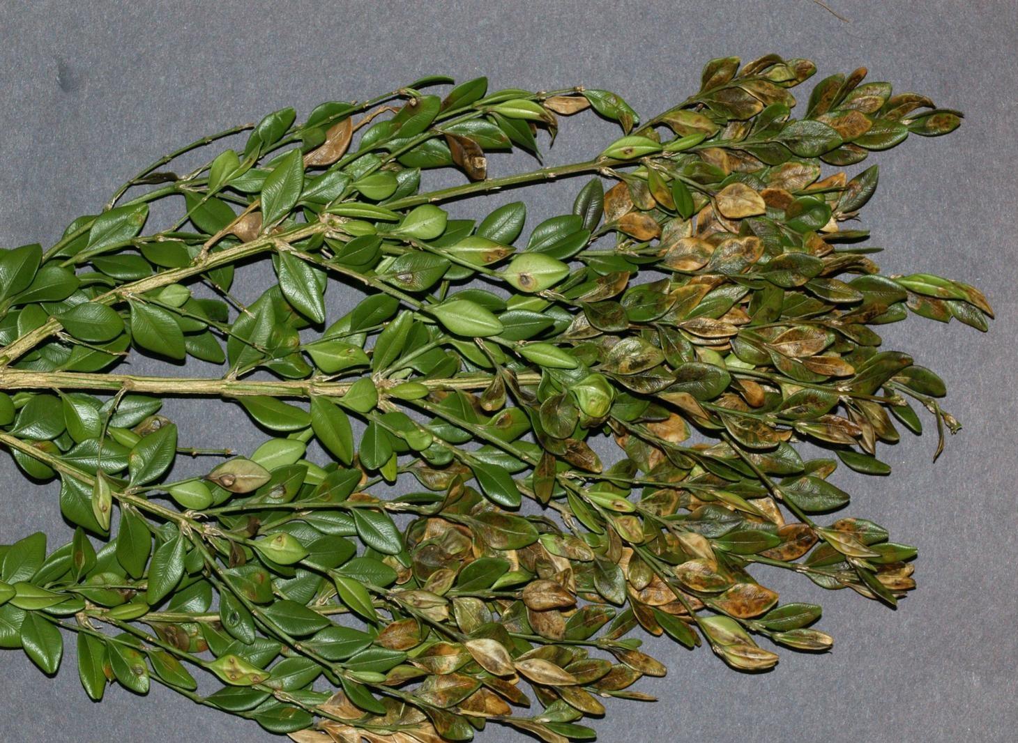 brown puckered leaves of boxwood from leafminer insect damage
