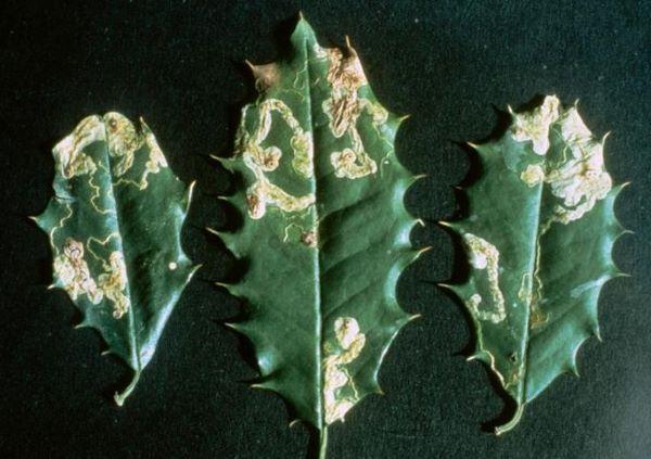 three holly leaves with leafminer damage