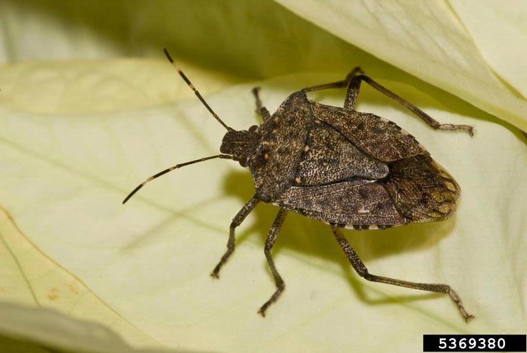 Adult brown marmorated bug