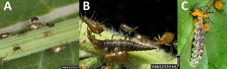 Figure 3. Aphid natural enemies A) parasitoid wasp and golden or tan colored “mummy” aphids, B) lacewing larva eating aphids, C) flower fly larva eating aphids. Images: David Cappaert, Bugwood.org.