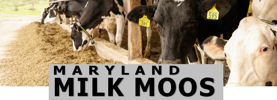 December cover for Maryland Milk Moos newsletter (dairy cattle eating).