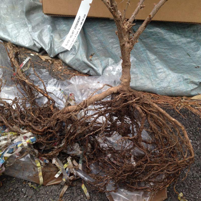 a dormant goosebrry plant with a large root system