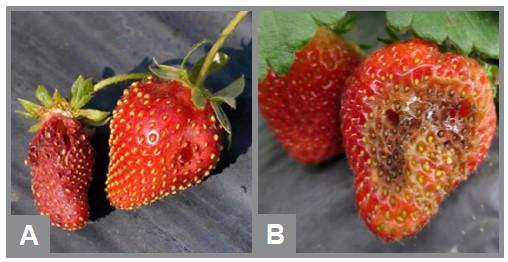 Two pictures side by side. The first image (a) shows a strawberry with feeding damage caused by sap beetles. The damage appears as sunken edges on the surface of the strawberry. The second image (b) shows a strawberry with feeding damage caused by slugs. The damage appears as holes with clean edges, and there are slime trails left behind by the slugs.