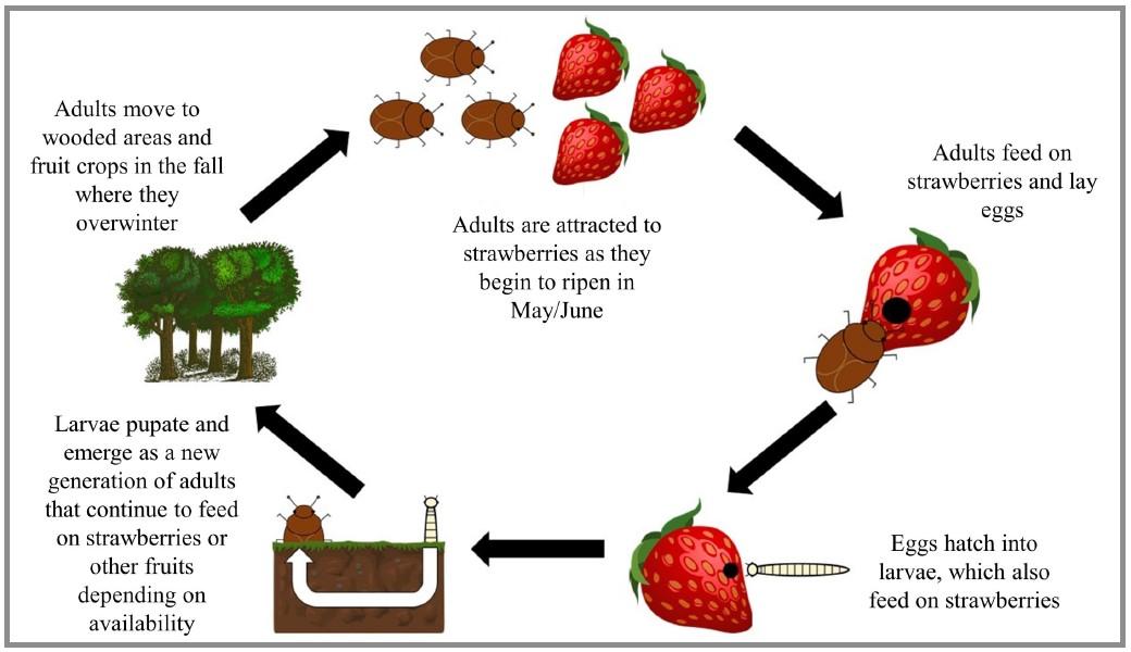  A diagram depicting the life cycle of sap beetles. The cycle starts with adult beetles overwintering in wooded areas. When strawberries ripen in May and June, the beetles become attracted to them, feed on them, and lay eggs. The eggs hatch and the larvae feed on the fruit. The larvae then pupate and emerge as a new generation of adult beetles.