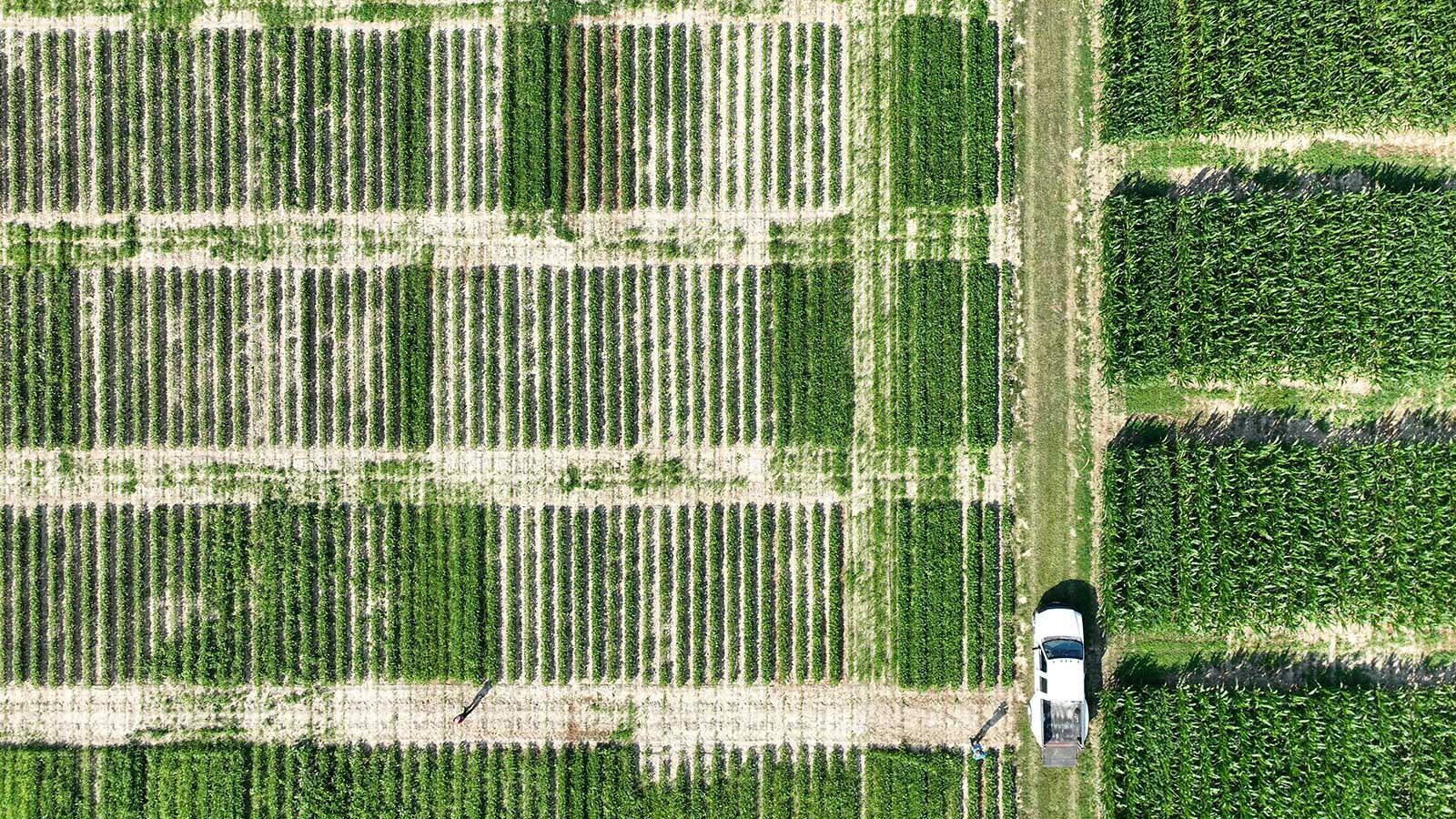 Weed management aerial view
