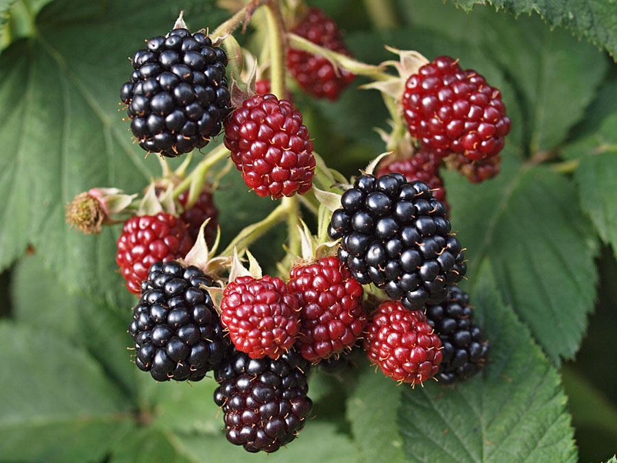 A cluster of blackberries