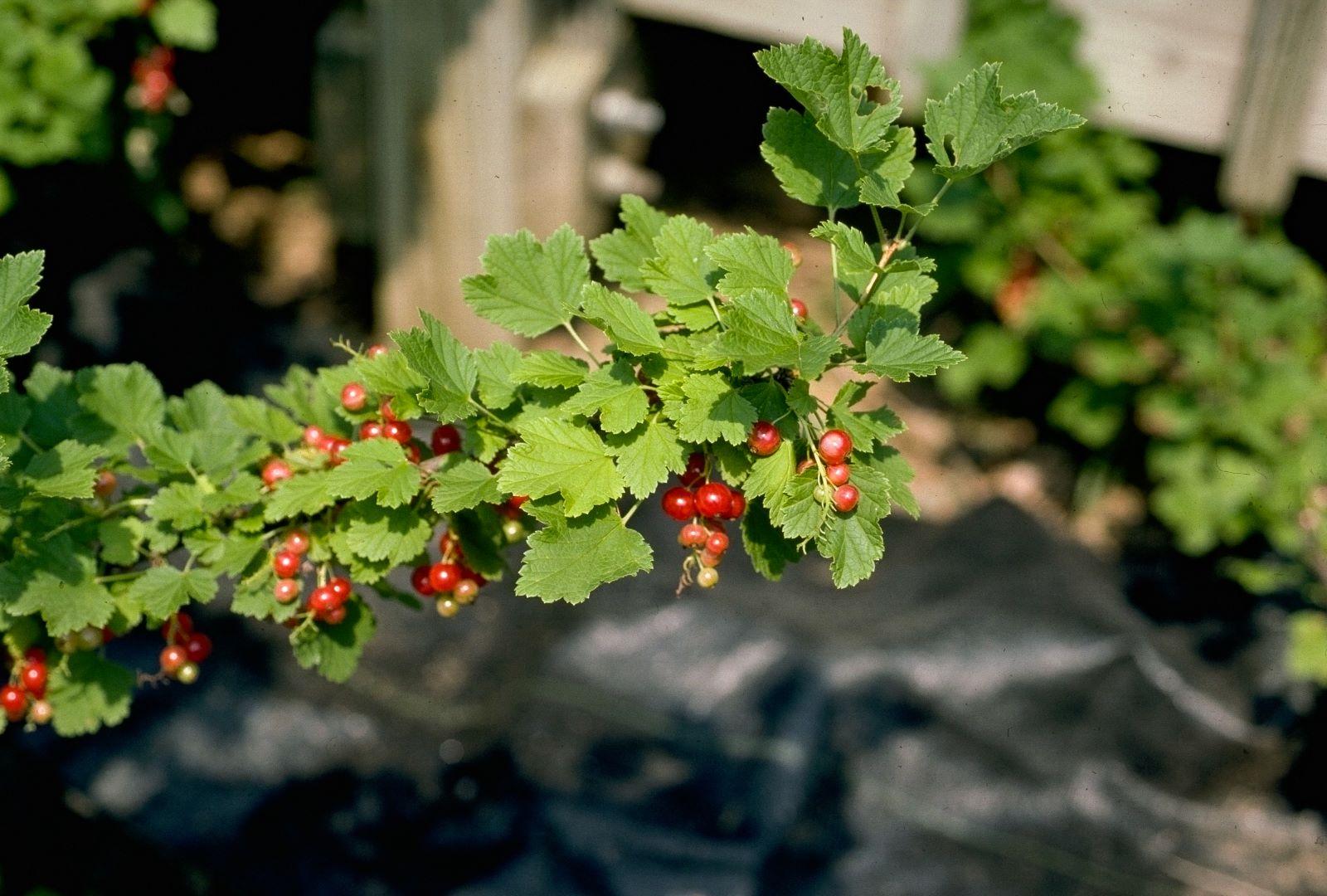 a branch of red currents with ripening berries