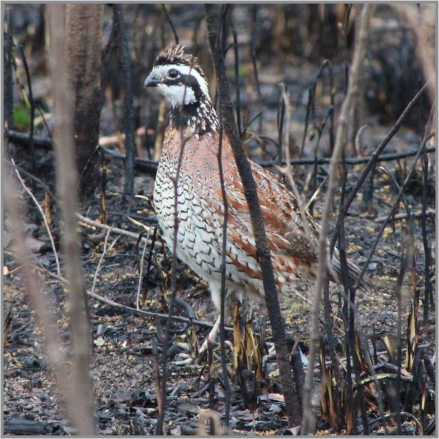 A Northern Bobwhite Quail standing in a burnt forest.