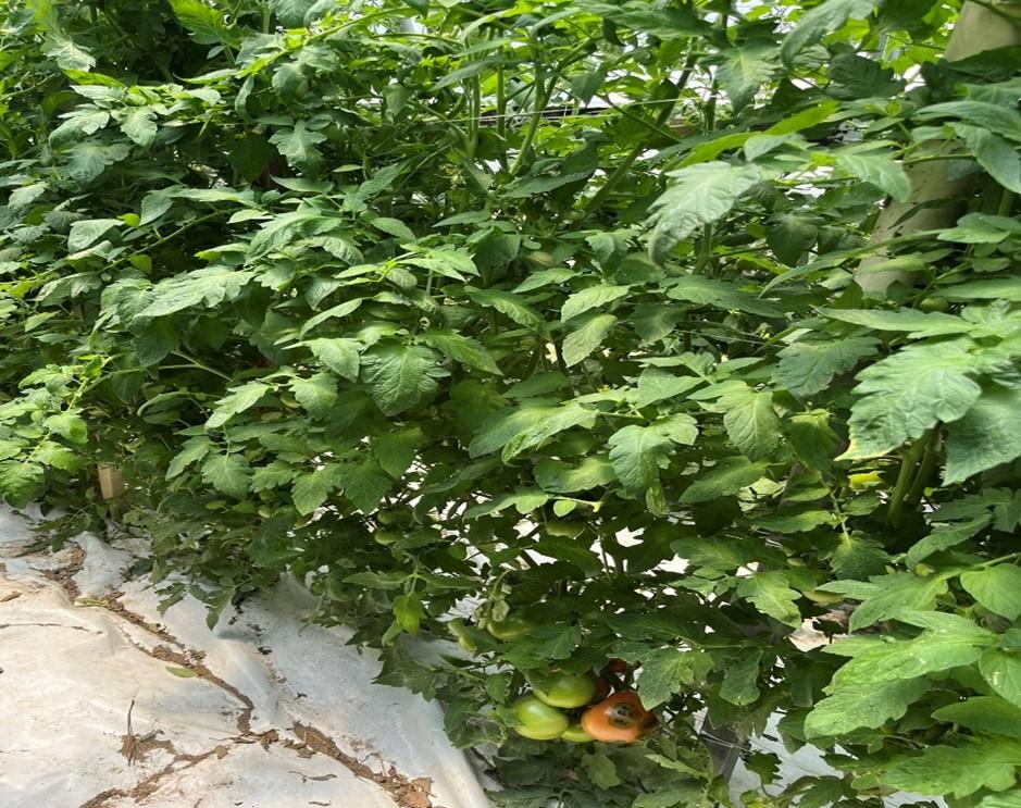 Tomato foliage