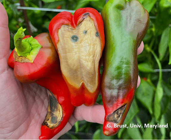 Peppers with blossom rot