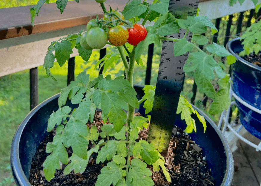 tomatoes ripening in a patio container