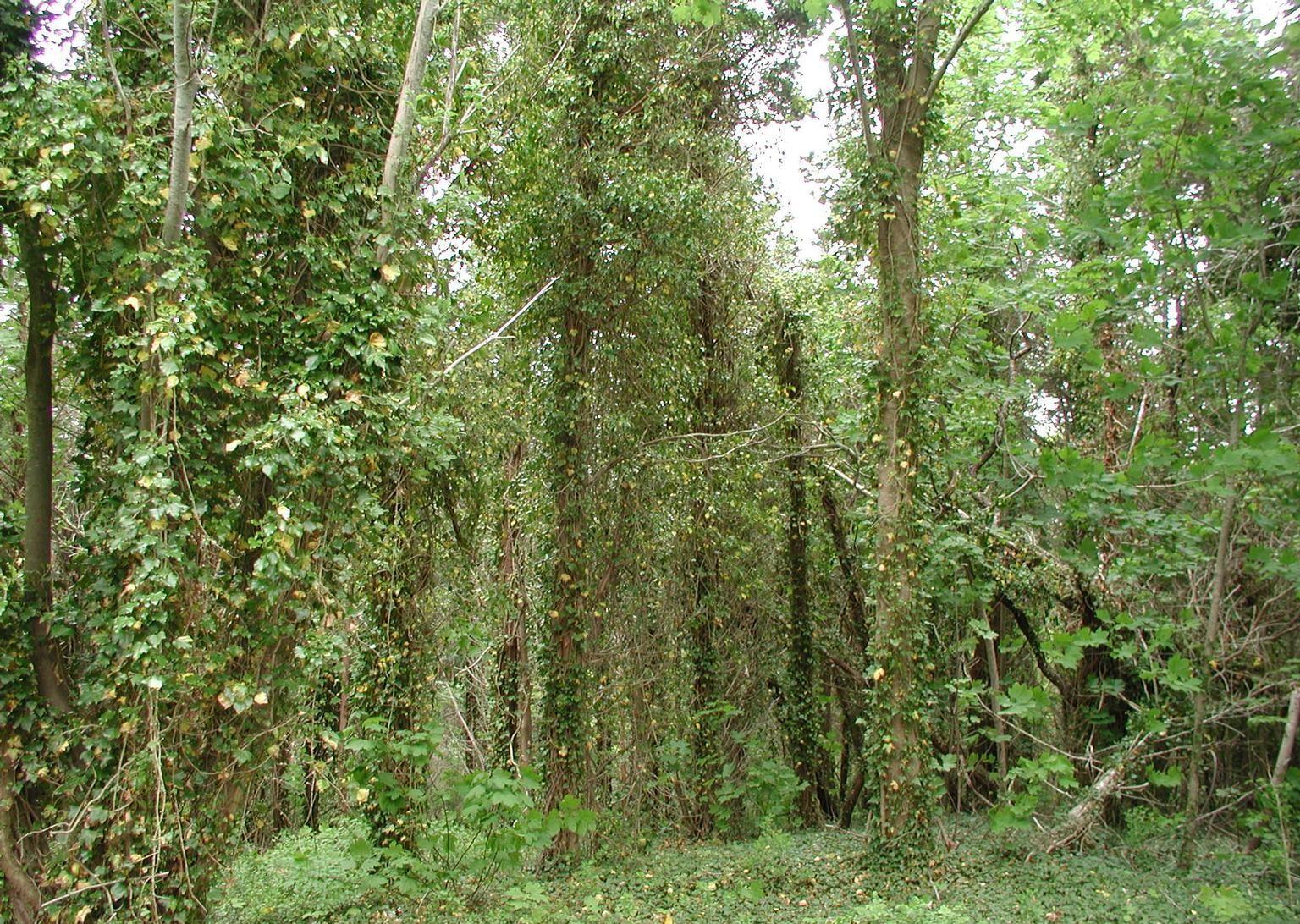 trees covered with English ivy vines