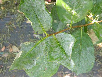 Powdery Mildew on aronia plant