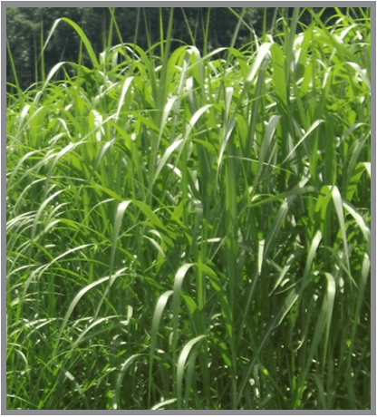 Giant miscanthus (Miscanthus x giganteus)