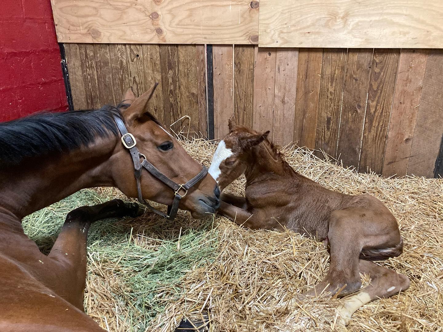 Mare nuzzling newboarn foal in stall