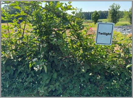 Twilight blackberry cultivar