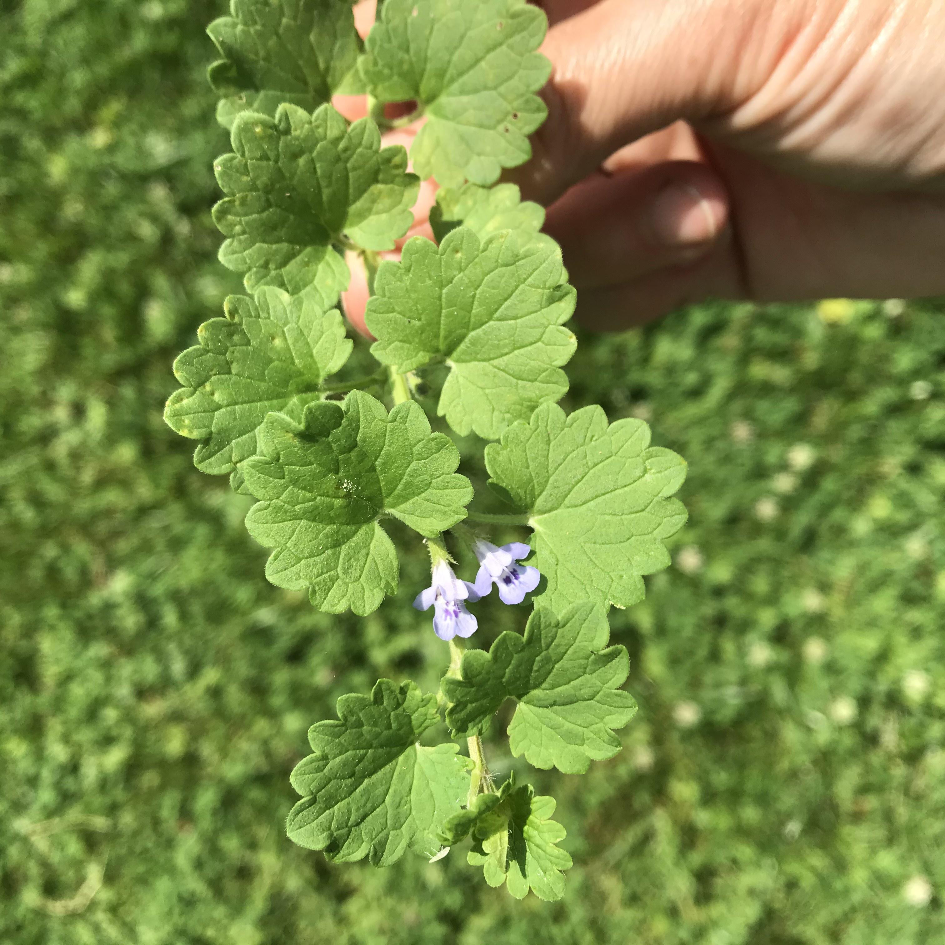 flowering ground ivy