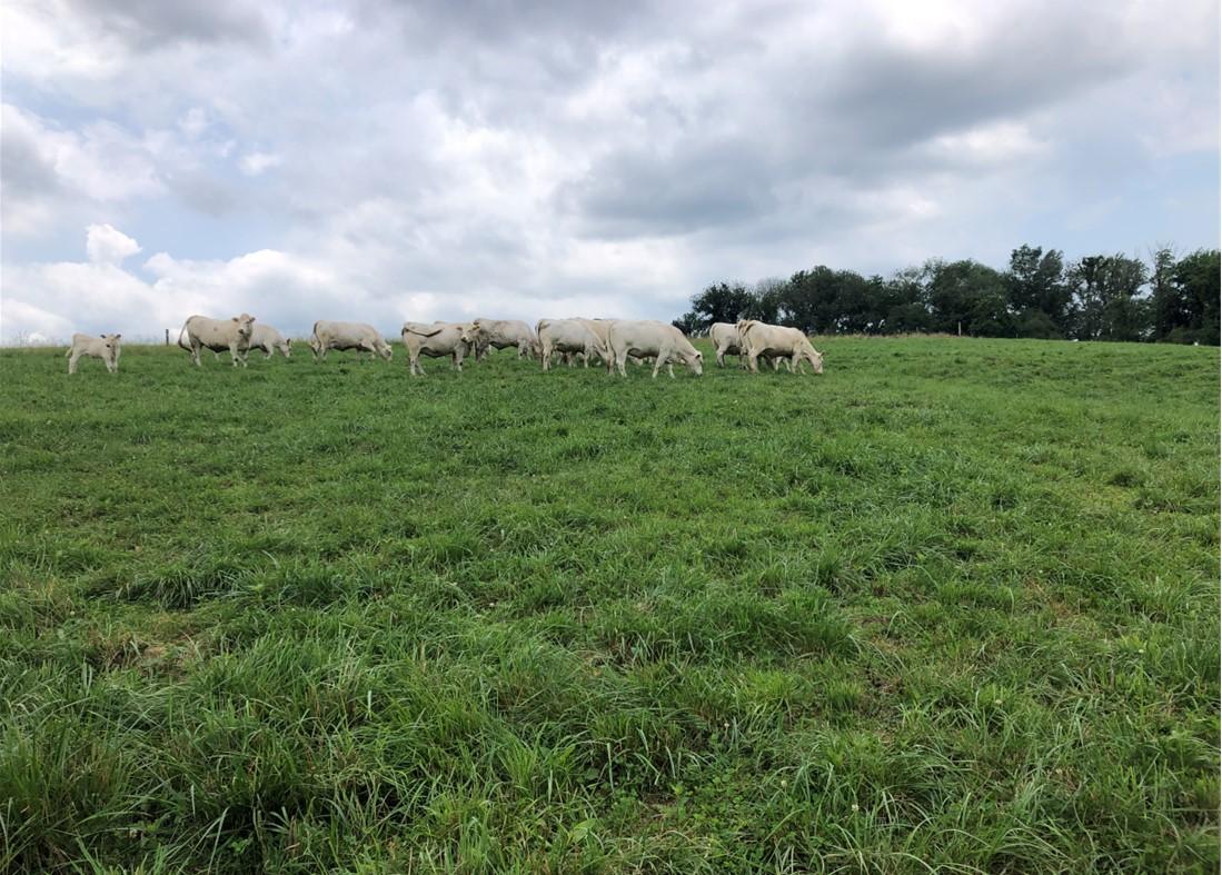 Beef cattle and calves are grazing