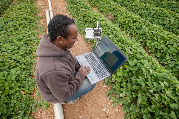 Bruk Belayneh in strawberry patch with remote moisture sensing units and irrigation equipment.