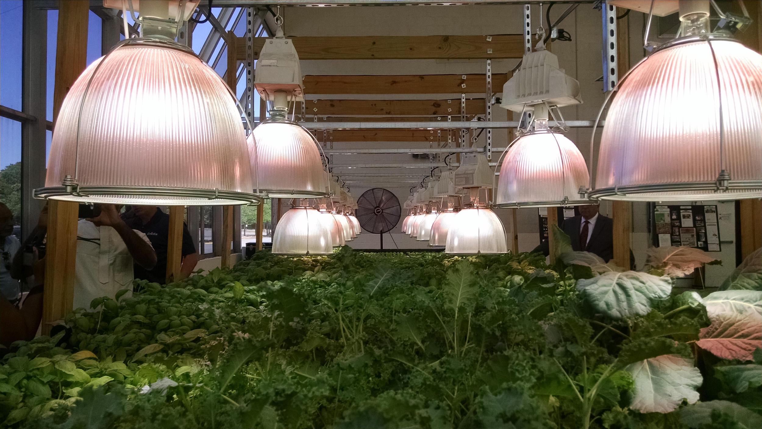 Collard greens grown hydroponically using both natural and supplemental artificial light. Image credit: Neith Little