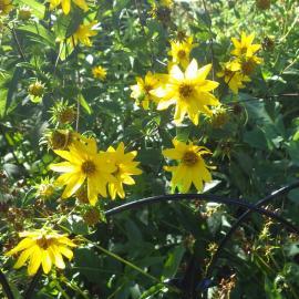 yellow flowers of native woodland sunflower