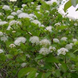 white flowers of native black haw shrub