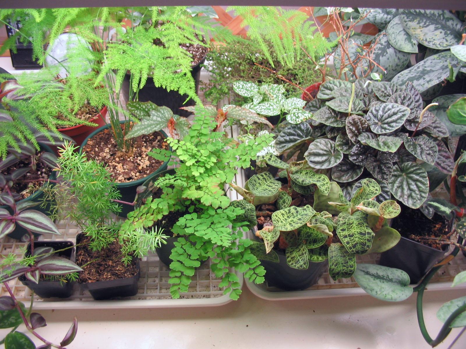variety of indoor plants with different foliages