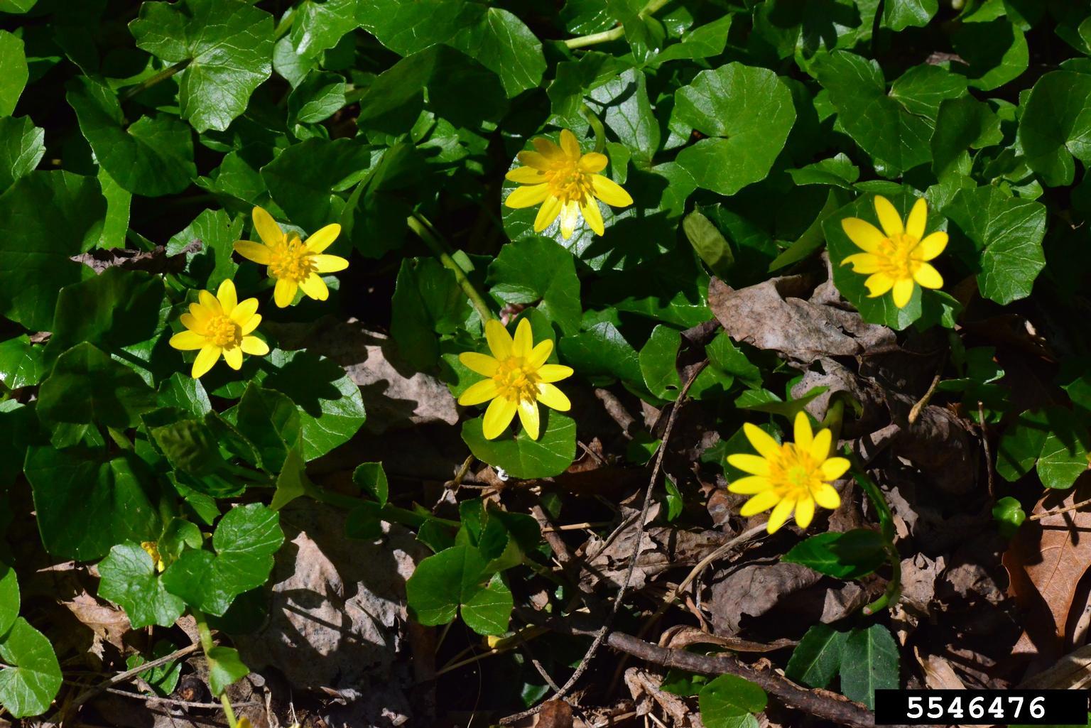 lesser celandine with yellow flowers