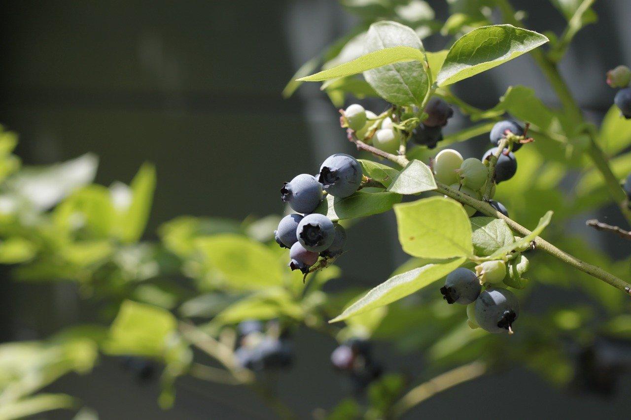 Fruits For The Home Garden | University Of Maryland Extension