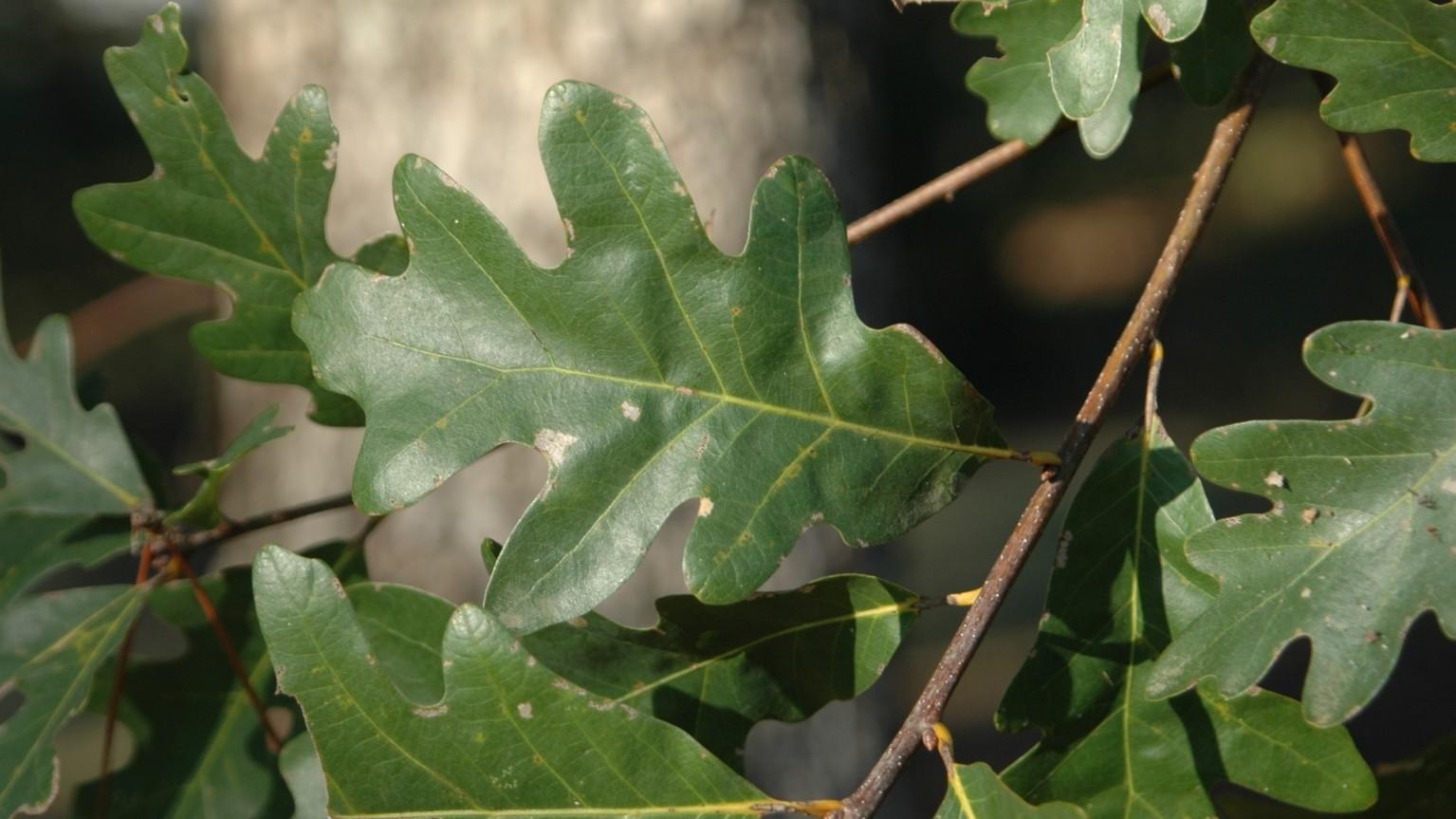 white oak tree leaves