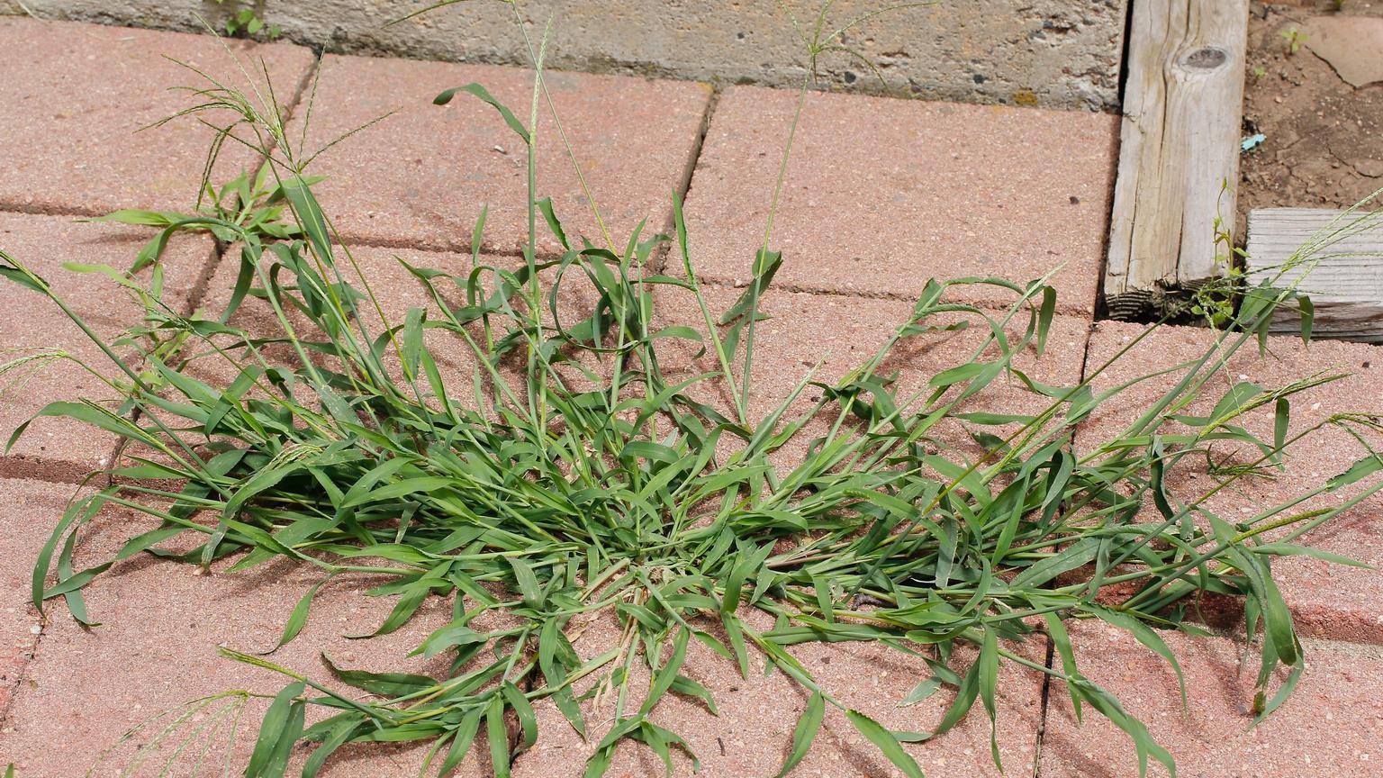 crabgrass in a sidewalk