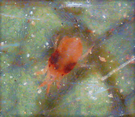 Overwintered two spotted spider mite female with orangish-red coloration.