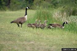 ​​​​​​​Canada Geese