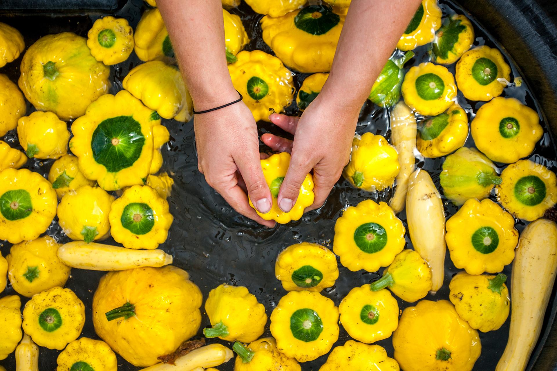 Hands washing yellow and green colored squash in water