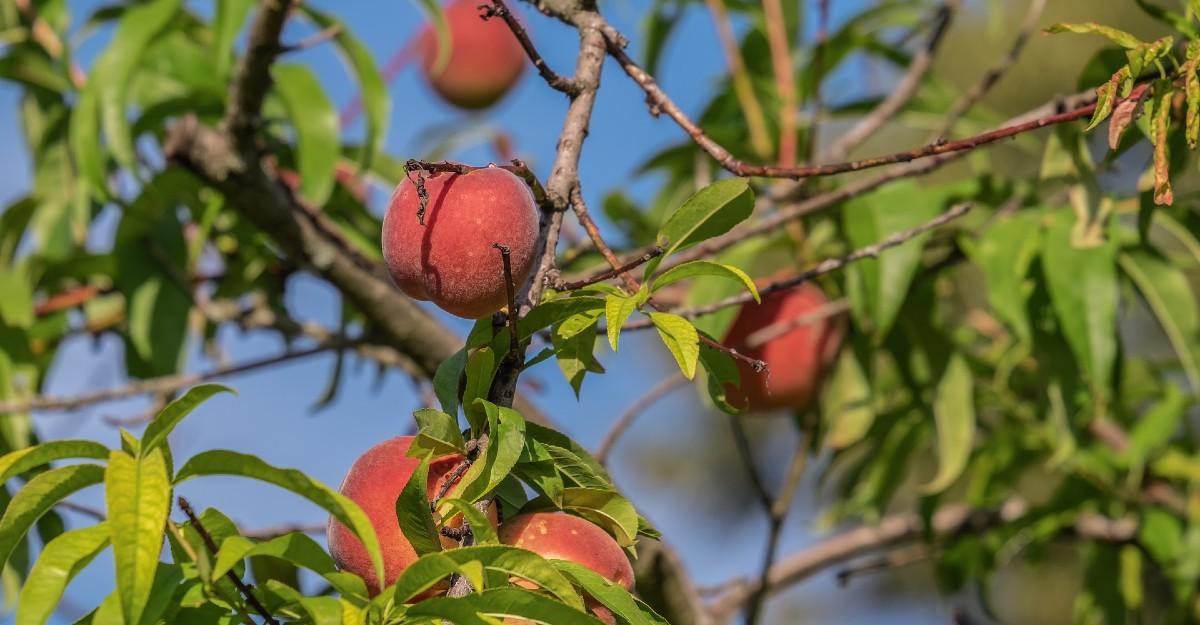 ripe peaches on a tree