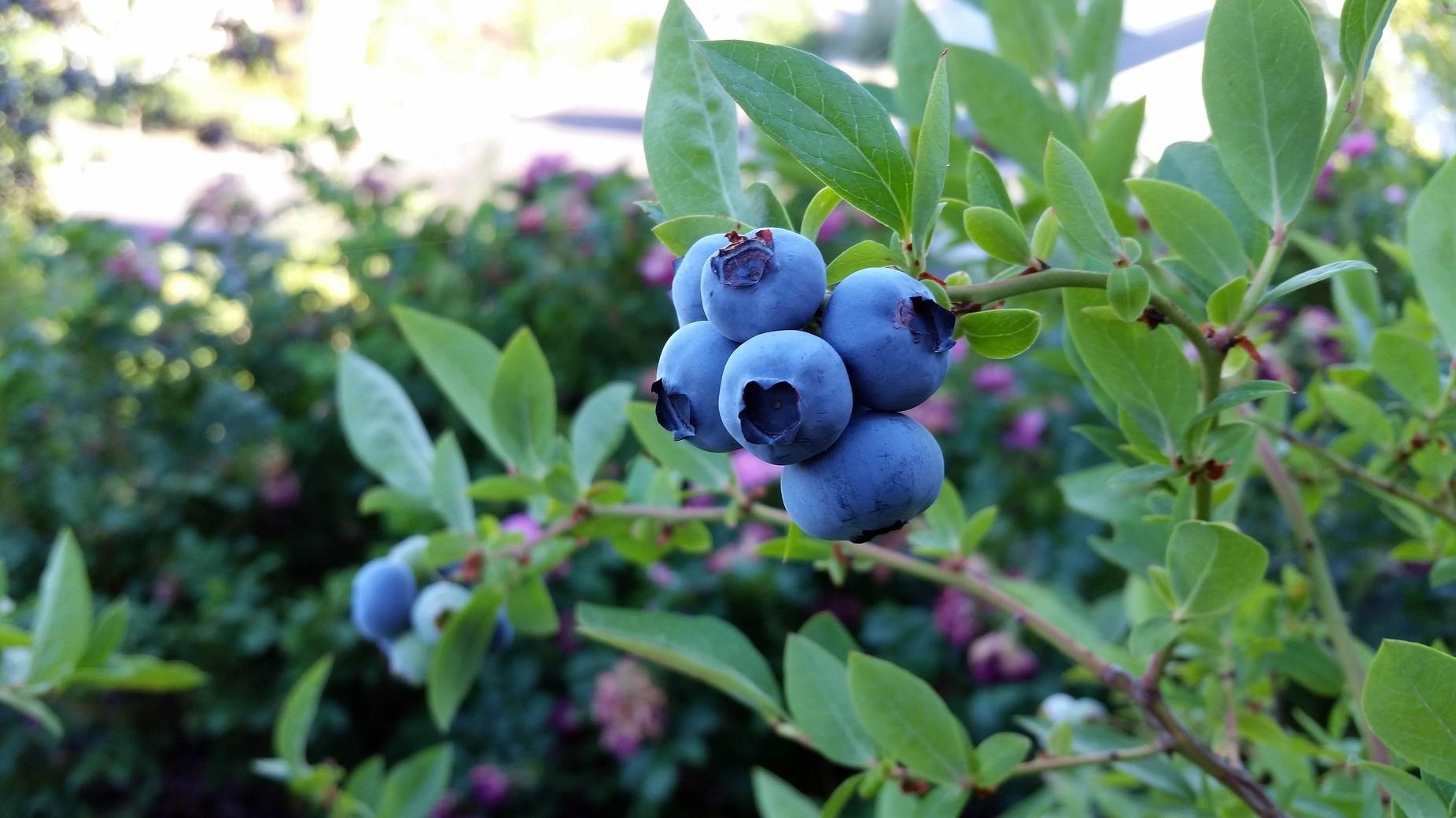 ripe blueberries on shrub