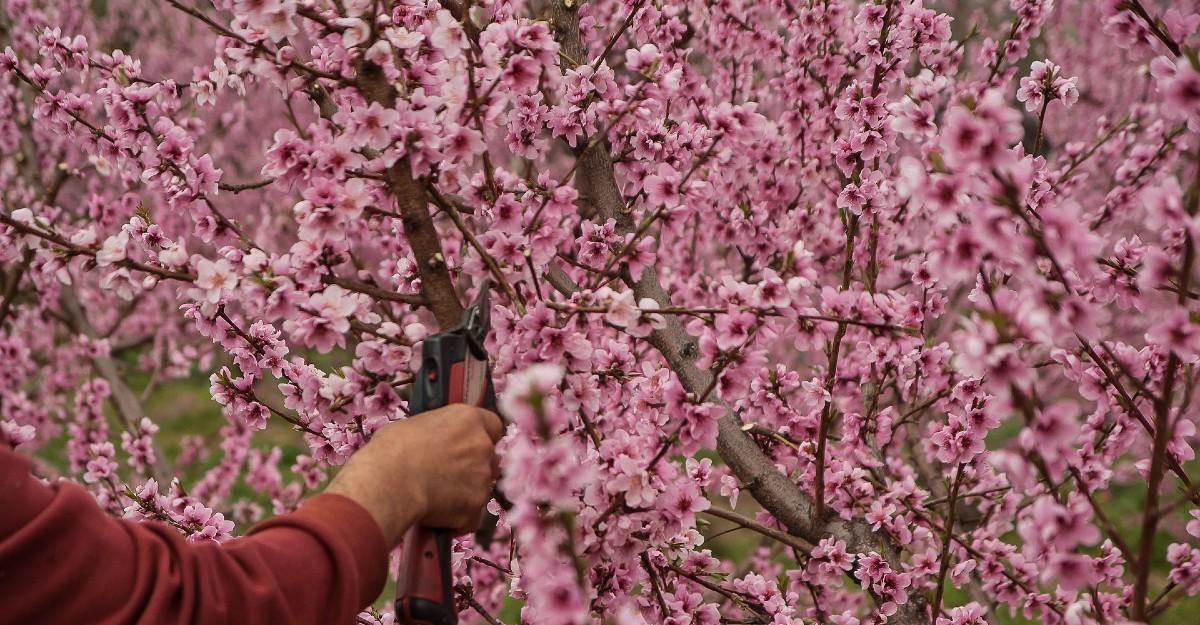 Person pruning a branch from a cherry tree