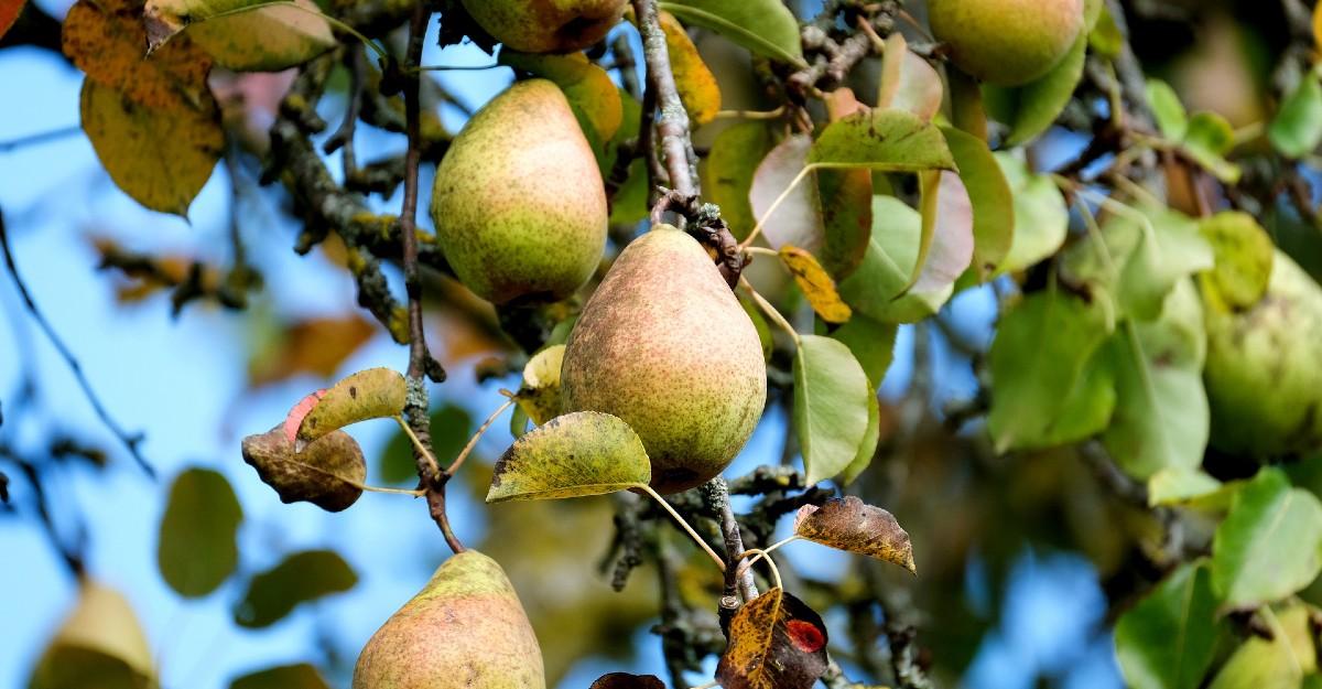 pear tree with fruit