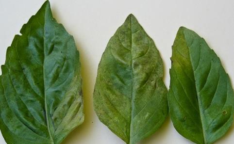 yellowing of basil leaves from downy mildew