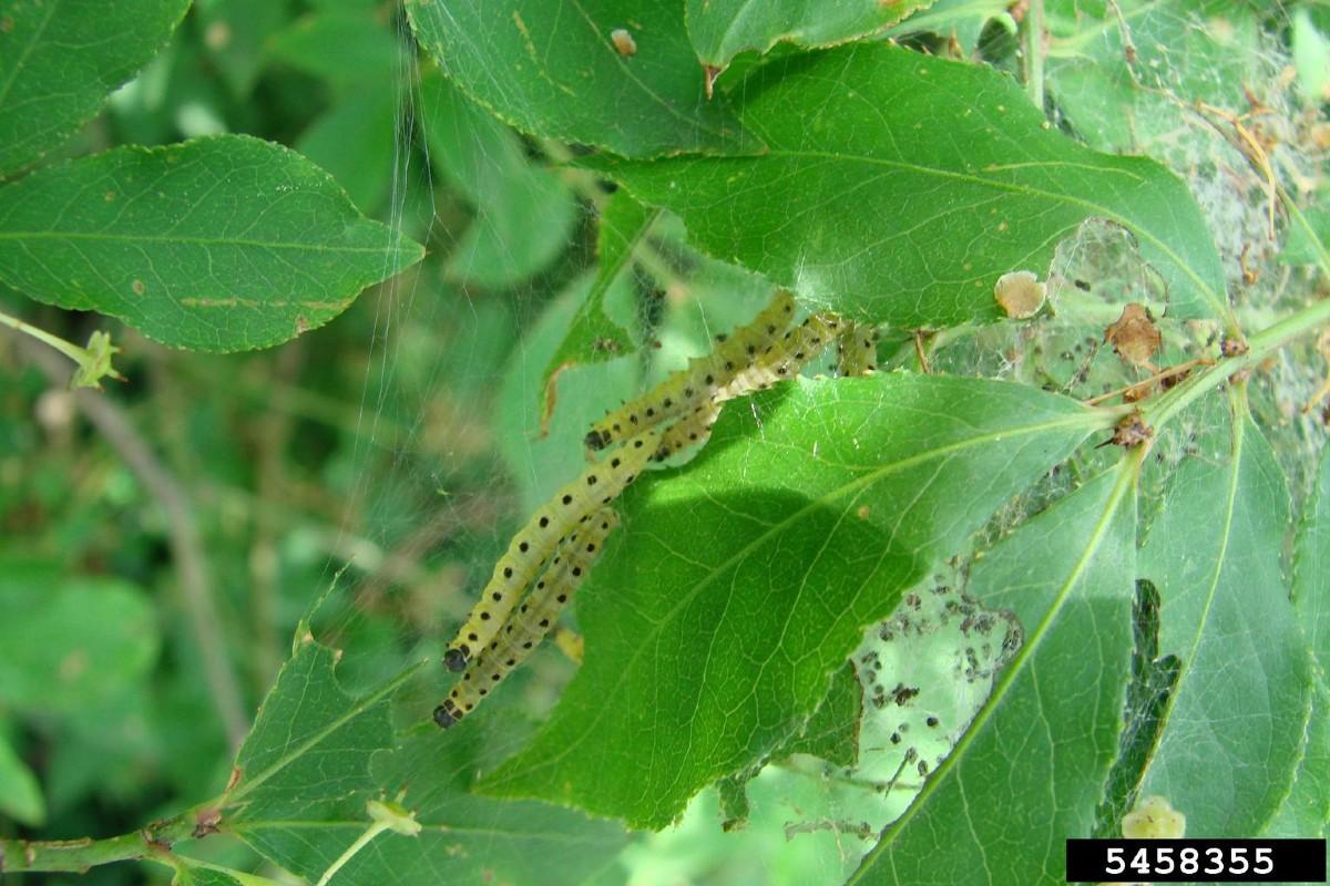 euonymus caterpillar