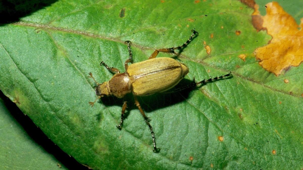 adult rose chafer beetle