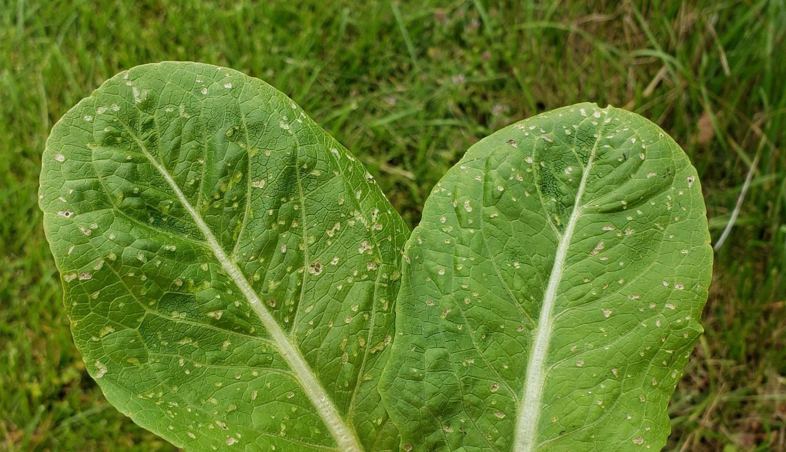 edema on romaine lettuce leaves 
