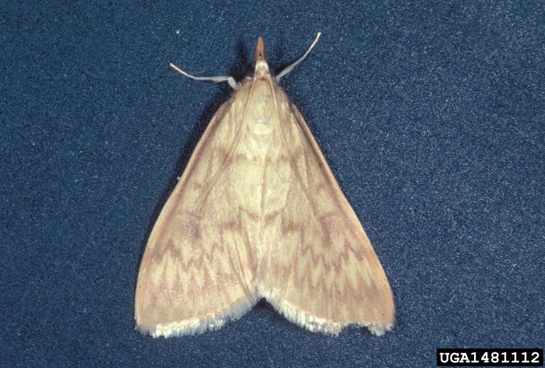 European corn borer moth -  Photo Frank Peairs, Colorado State University, Bugwood.org 