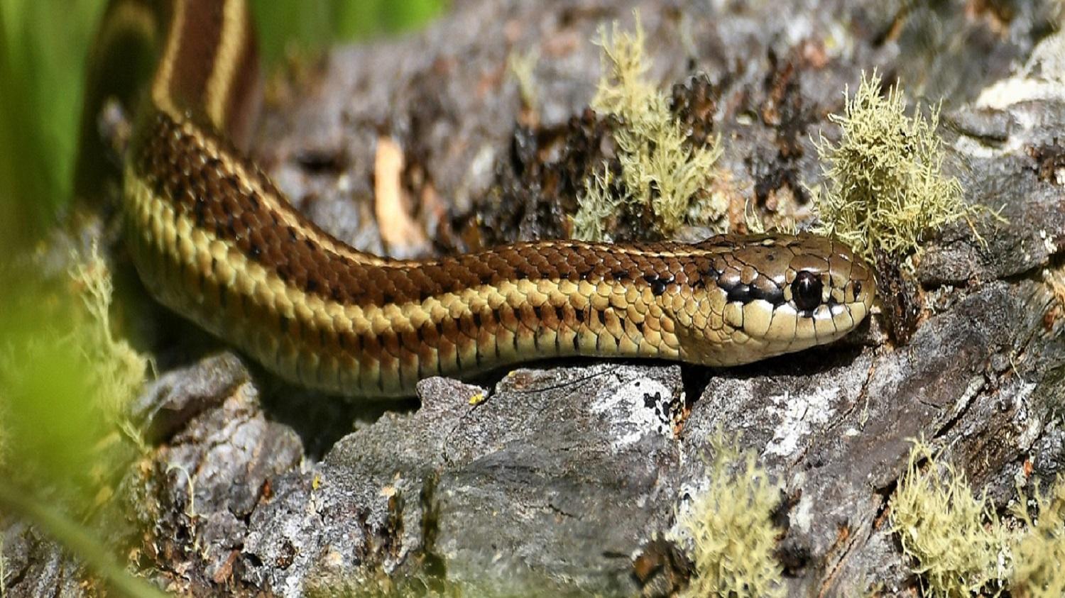 garter snake on a rock