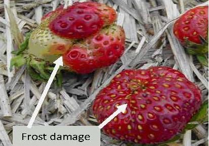 Frost damage
