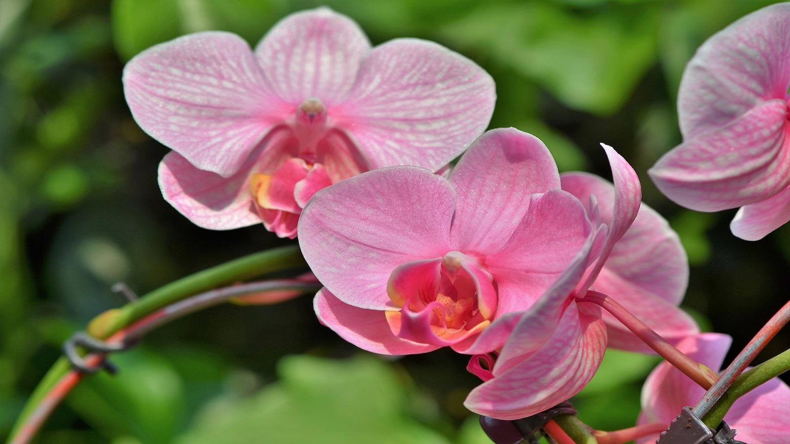 Pink moth orchid blooms
