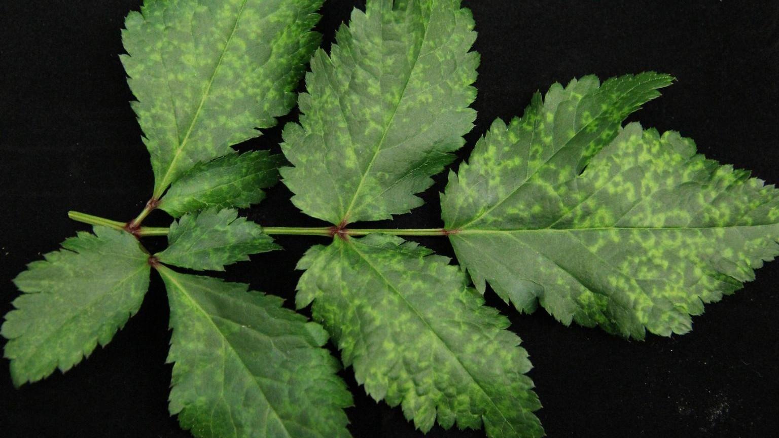 spots on astilbe leaf - cucumber mosaic virus symptoms