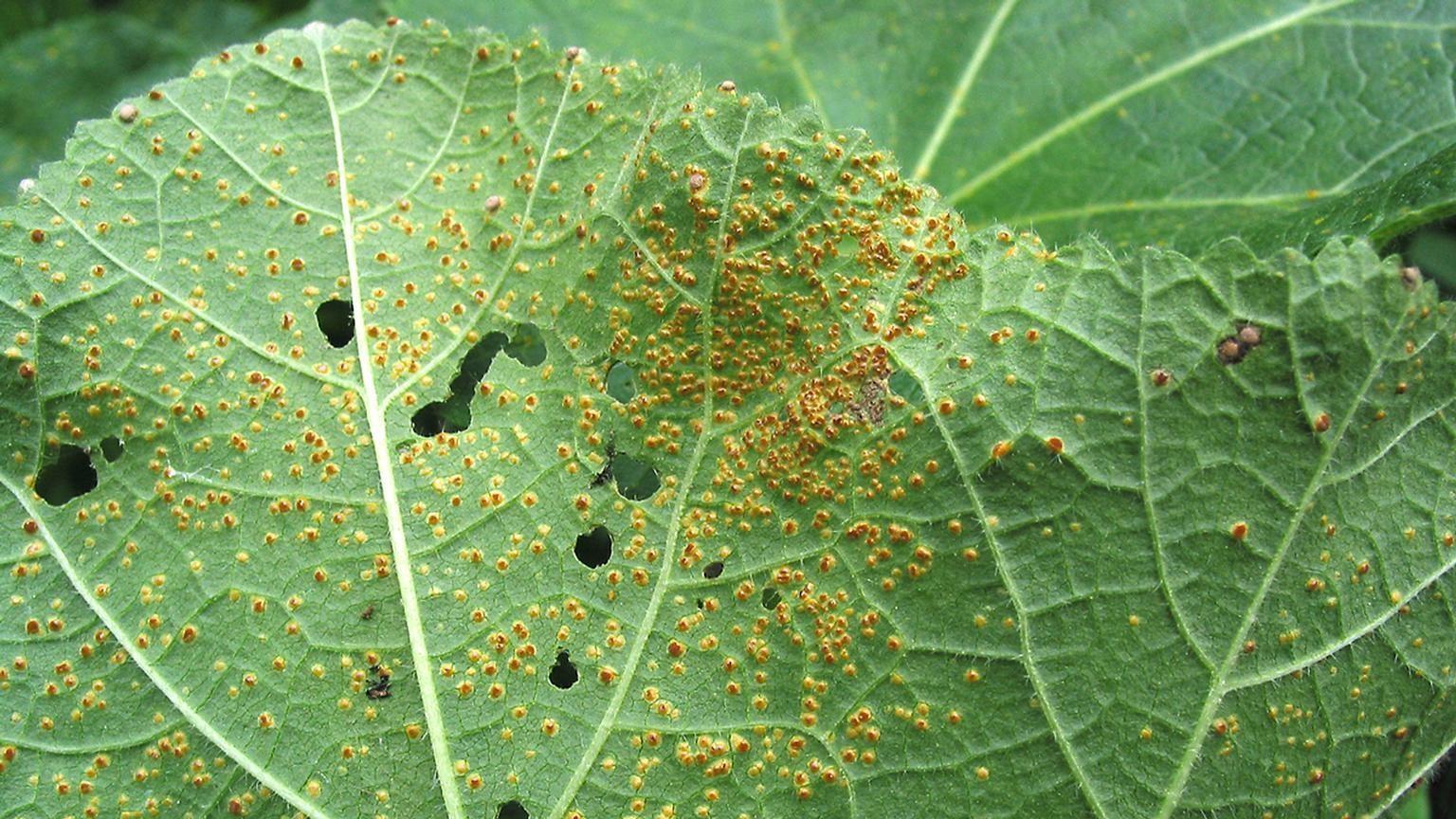 red spots on hollyhock leaves - rust symptoms