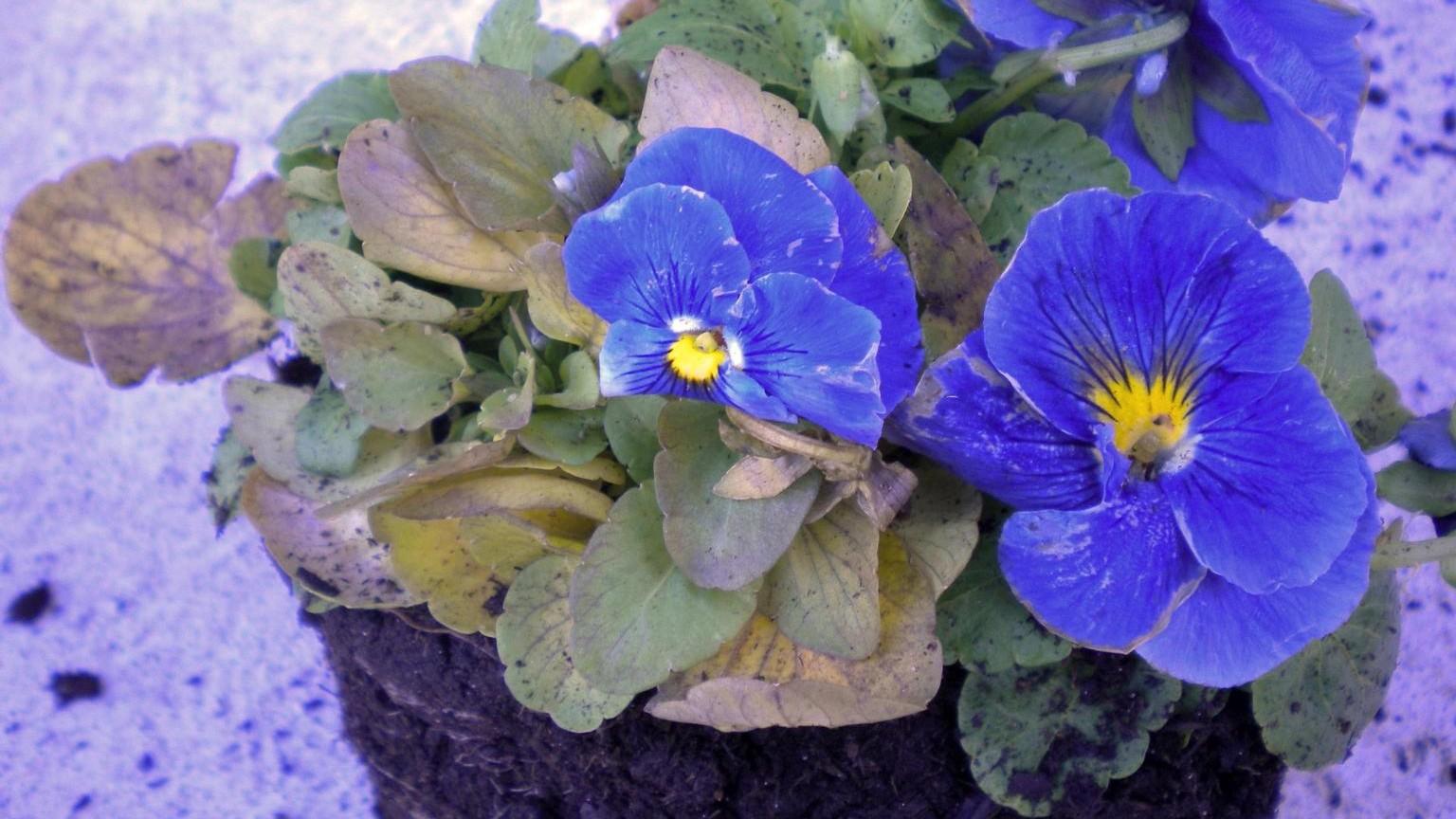 root rot symptoms on pansy
